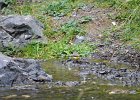 Grote gele kwikstaart (grey wagtail) (Motacilla flava) - Yolin Am 22-08-2016 (1)